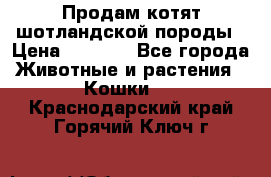 Продам котят шотландской породы › Цена ­ 2 000 - Все города Животные и растения » Кошки   . Краснодарский край,Горячий Ключ г.